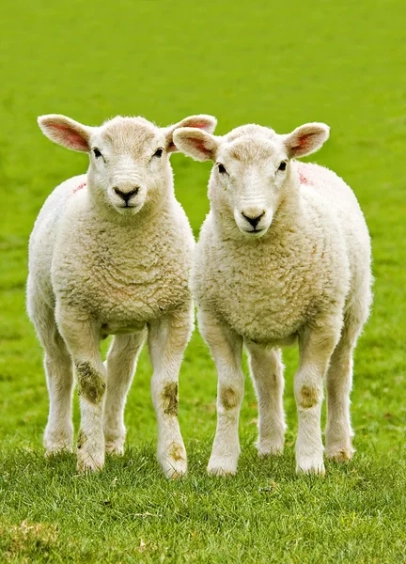 Sprzedaż owiec matek oraz tryków