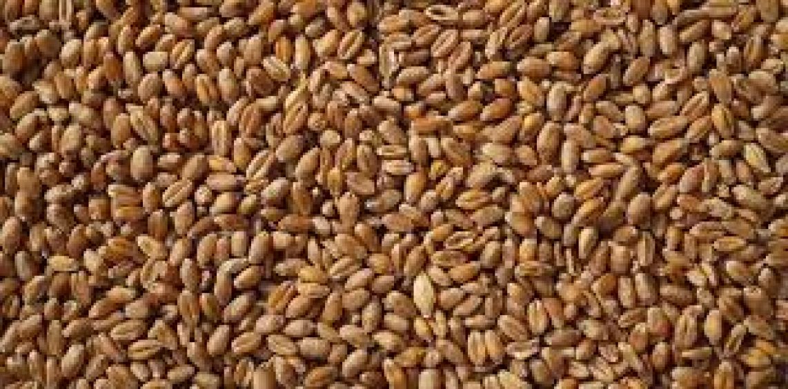 Sprzedaż  pszenicy PASZOWEJ  ze zbiorów 2023 - do 500 ton